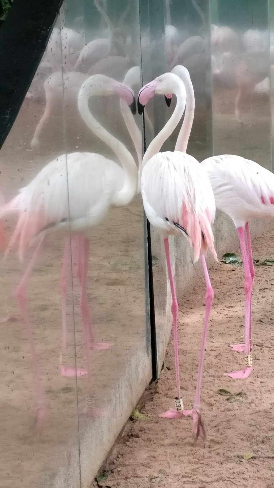 Love in the mirror