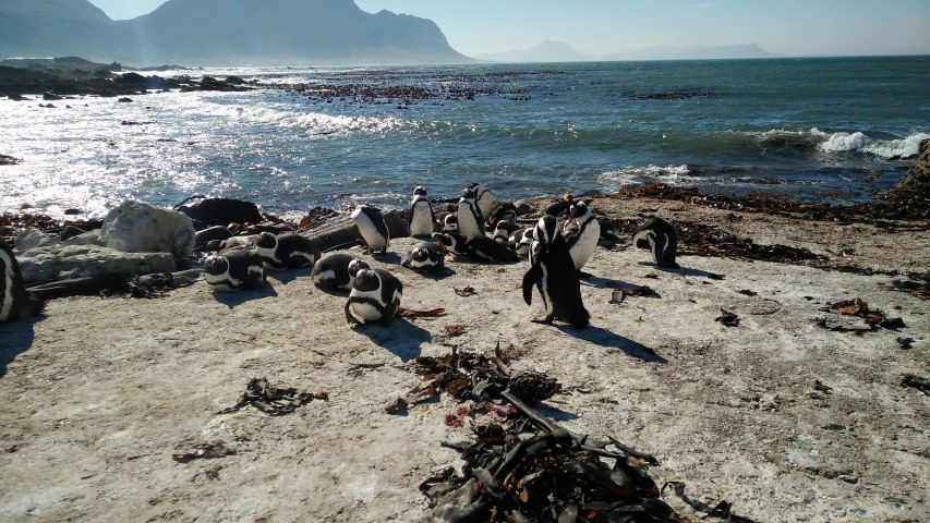 South Africa Penguins