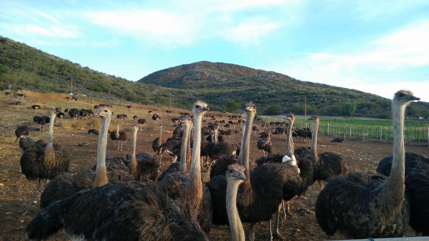 South Africa Ostriches