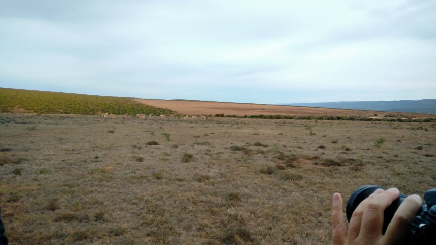 South Africa safari
