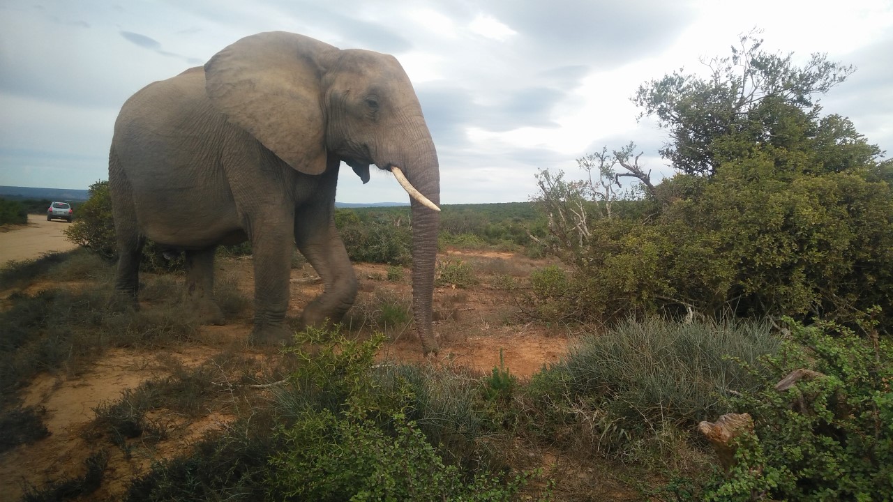 South Africa elephants